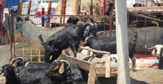 Konyada Kurbanlıklar Alıcılarını Bekliyor