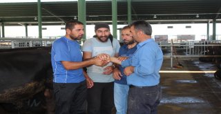 Bu Kurbanlık Pazarı Hem Alıcıları Hem De Satıcıları Memnun Ediyor