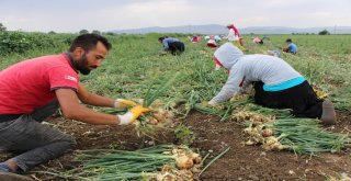 Bu Yaza Damgasını Vuran Soğan Tam Bir Şifa Deposu