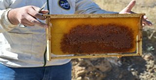 Başkentte “Ballı” Hasat