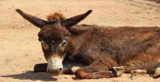 Ölümün Eşiğinden Hayata Döndüler