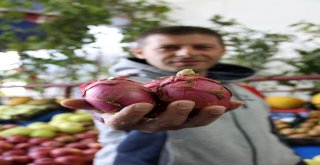 Ejder Meyvesini Soran Çok, Alan Yok