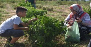 Müşteri, Tarladan Sebzesini Toplayıp Kendi Alıyor