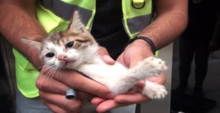 (Özel)Taksim Metrosu Asansöründe Mahsur Kalan Kedi Uzun Uğraşlarla Kurtarıldı