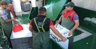 Akçakocada Balıkçılar Karadenizden 40 Ton Palamutla Döndü