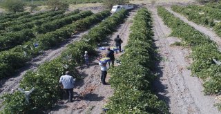 Üzümde Bereket Yılı, Türkiyenin Yarısı Elazığdan Ürün Alıyor