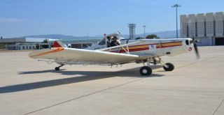 Balıkesirde Büyükşehir Belediye İlaçlıyor, Zeytin Üretim Artıyor