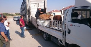 Günyüzünde Büyükbaş Hayvanlar Sahiplerine Ulaştı
