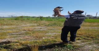 Tedavileri Tamamlanan Kızıl Şahin Ve Kulaklı Orman Baykuş Yaşam Alanlarına Bırakıldı