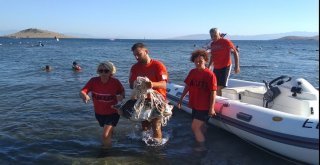 Denizden Çıkanı Gören Turistler Şok Oldu