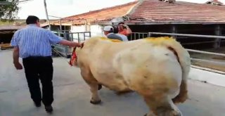 Cumhurbaşkanı Erdoğana Trakyadan Kurbanlık Gönderildi