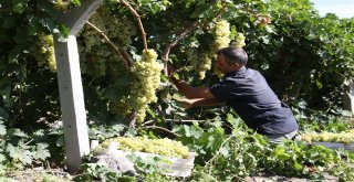 Üzümde Bereket Yılı, Türkiyenin Yarısı Elazığdan Ürün Alıyor