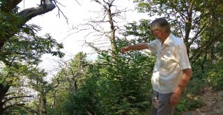 (Özel Haber) Katil Arılar Kestane Ağaçlarını Kuruttu