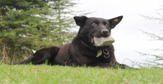 (Özel Haber)Yavrularını Kaybeden Köpek, Ağzındaki Taşı Yavrusu Sanıyor