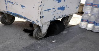 Güneşi Gören Kaçtı