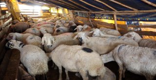 Başkentliler Yakacıkta Pazarlığa Tutuştu