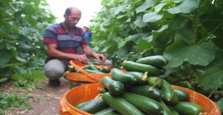 Yılda 1 Milyon 750 Bin Ton Salatalık Üretiyor, Doğunun İhtiyacının Karşılıyor