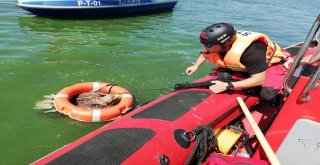 Ava Giden Kartal Boğulmaktan Son Anda Kurtarıldı