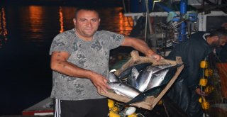 Palamut, Balıkçıların Yüzünü Güldürdü