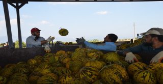 Çiftçiler Tütüncülüğü Bırakıp Kavuna Yöneliyor