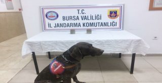 Bursada 60 Bin Liralık Varis Operasyonu