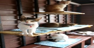 Buca Belediyesinin Hayvanlara Duyarlılığı Yönetmeliğe Yansıdı