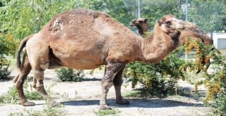 Sincan Evcil Hayvanlar Parkının Yeni Üyeleri