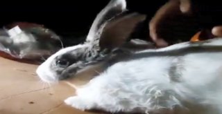 İhh Ekibi Yaralı Tavşanı Tedavi Etti