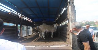 Kıvırcık Irkı Damızlık Koçların Dağıtım Töreni Yapıldı