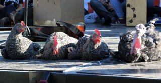 Motokros Yarışları İlginç Ödülleriyle Ön Plana Çıktı