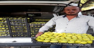 Ödemiş İnciri Bir Kaç Güne Tezgahlarda