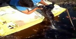 (Özel) Zifte Düşen Köpekler Hayvanseverler Tarafından Kurtarıldı