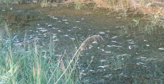 Manavgatta Balık Ölümleri