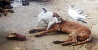 Kedi Ve Köpeğin Dostluğu Görenleri Şaşırtıyor