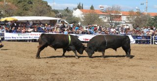 20 Aylık Bebek 185 Bine Güreş Ağası Oldu