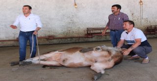 Uzmanından Kurban Yatırma Taktikleri