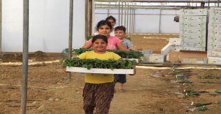 Dolara Tepki Olarak Fide Ekimini 1 Ay Öne Aldılar