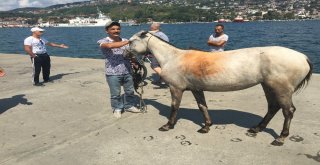 Sarıyerde At Denize Düştü