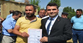 Muşta Damızlık Manda Dağıtımı