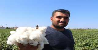 Antalyada Sezonun İlk Pamuğu Kilogramı 50 Liradan Satıldı