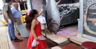 Samsunluların Dev Orkinos Şaşkınlığı