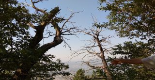 (Özel Haber) Katil Arılar Kestane Ağaçlarını Kuruttu