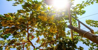 Bucada Renkli Bağ Bozumu Şenliği