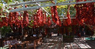 Tescilli Kale Biberi Sofralardan Önce Duvarları Süslüyor