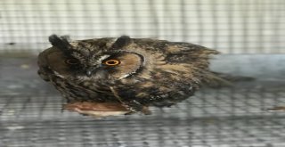 Karsta Yavru Puhuların Tedavisi Sürüyor