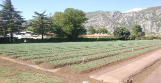 Eğirdir Fidanlık Müdürlüğü İle Batı Akdeniz Ormancılık Araştırma Enstitüsünden Ortak Çalışma