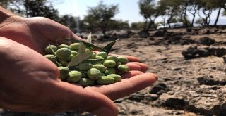 (Özel) Deli Zeytini Akıllı Yaptılar