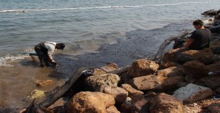 Foçadaki Çevre Felaketinde Temizlik Çalışmaları Devam Ediyor