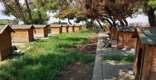 (Özel Haber) Sokak Hayvanları İçin Sosyal Sorumluluk Projesi