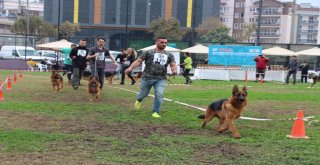 Alman Çoban Köpekleri Yarıştı